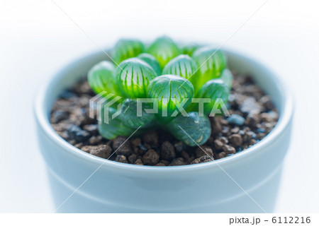 多肉植物 雫石 多肉植物 雫石 6112216