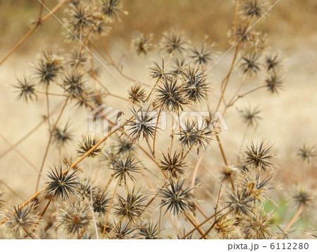 コセンダングサ(小栴檀草) コセンダングサ(小栴檀草) 6112280