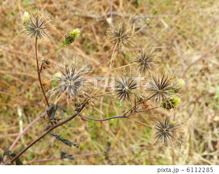 コセンダングサ（小栴檀草） 6112285
