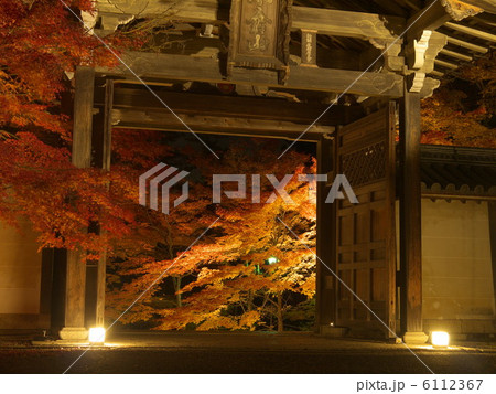 二尊院ライトアップ 6112367