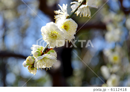 梅の花 梅の花 6112418
