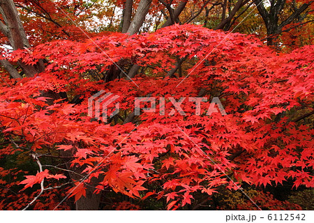 紅葉 6112542