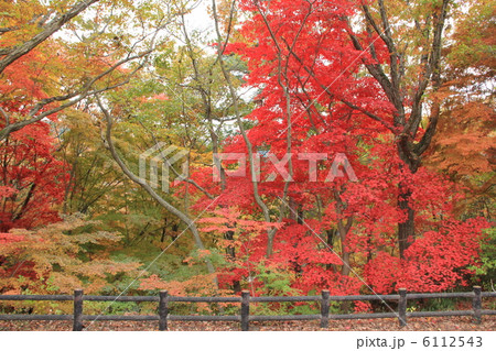紅葉 紅葉 6112543