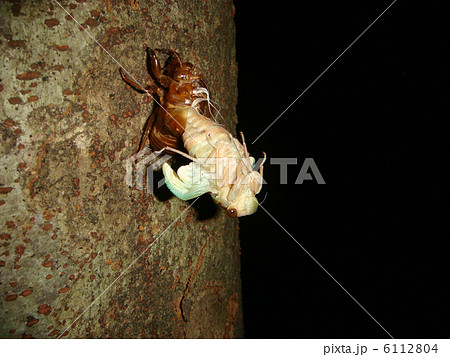 アブラゼミの羽化　ぶら下がり　芦花公園 6112804