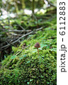 ちいさなきのこと苔 6112883