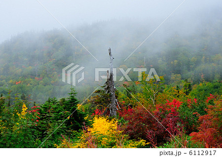 霧の立山弥陀ヶ原 6112917