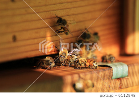 養蜂 6112948