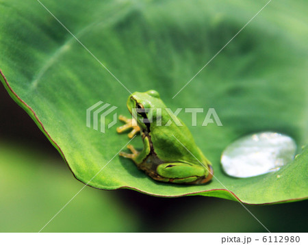 蛙 蛙 6112980