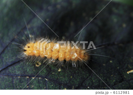 毛虫 6112981