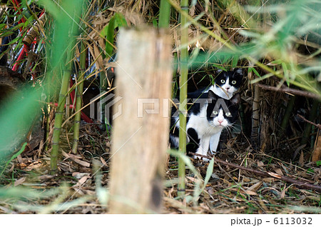 多摩川沿いの野良？猫　親子　同じ顔が二つ 6113032