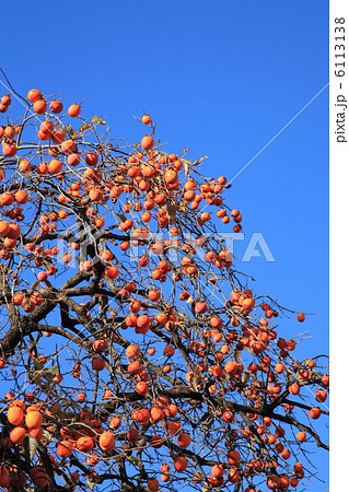 柿の木 柿の木 6113138