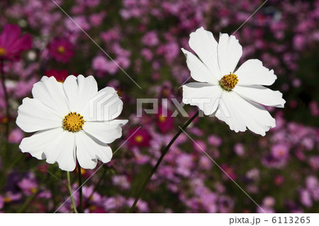 コスモス コスモス 6113265