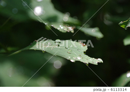 水滴 6113314