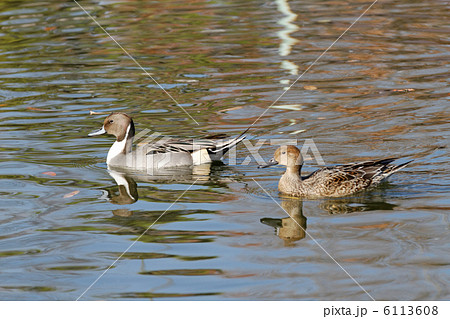 荒川自然公園の池のオナガガモのペア 6113608