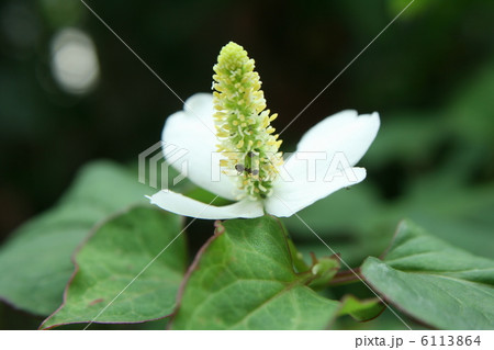 どくだみの花 6113864