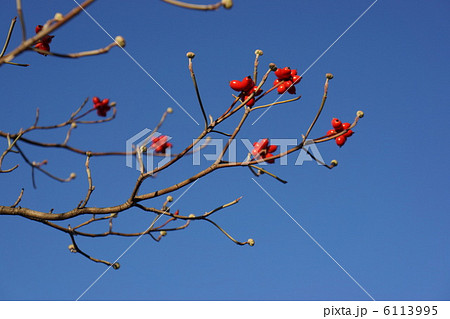 ハナミズキの実 ハナミズキの実 6113995