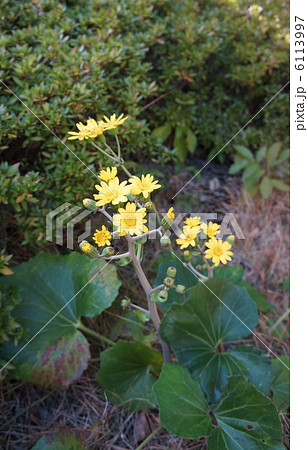 ツワブキ 6113997