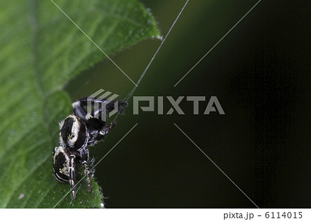 ハエトリグモの一種と糸１の写真素材