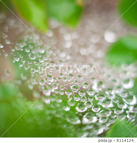 クモの糸の水滴 6114124