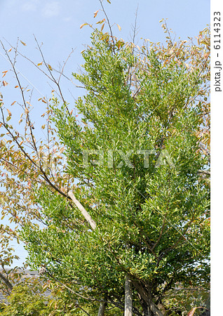 縁結びの葉 縁結びの葉 6114323