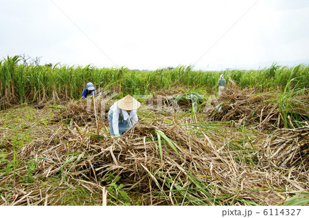 サトウキビの収穫 6114327