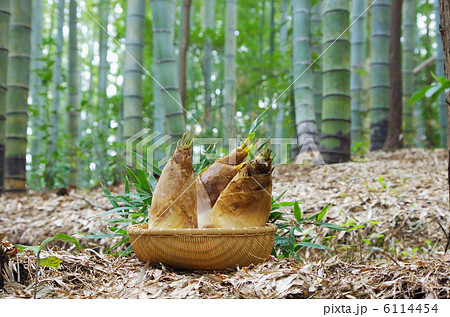 竹林の掘りたてタケノコ 竹林の掘りたてタケノコ 6114454