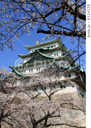 名古屋城・大天守と桜 6114528