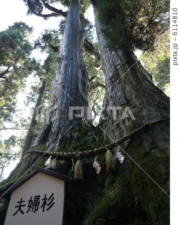 金剛山の夫婦杉 金剛山の夫婦杉 6114810