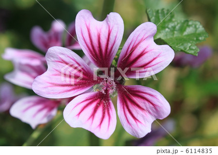 ゼニアオイの花 6114835