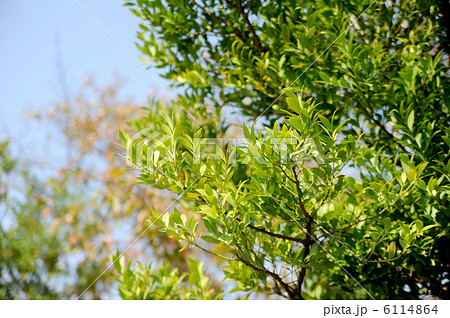 梛の葉 6114864