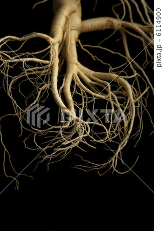 高麗人参 6114900