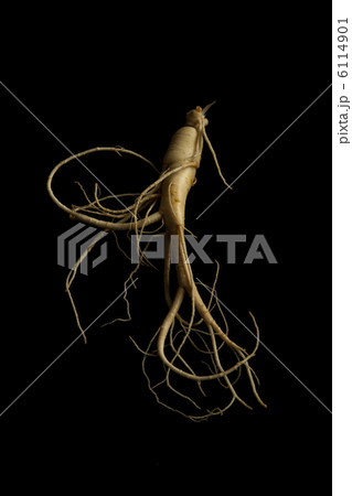 高麗人参 6114901