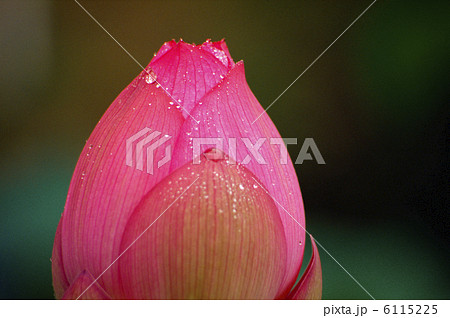 ハスの花 6115225