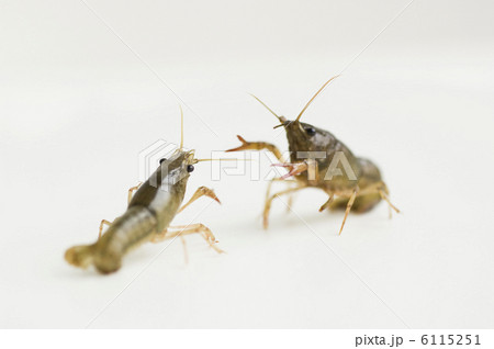 ザリガニ 6115251