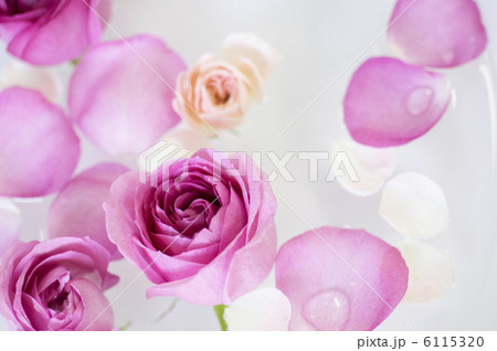 洗面器に浮かべられた薔薇 6115320