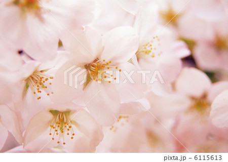 サクラの花 サクラの花 6115613