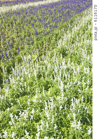 サルビアが咲いている花畑 6116170