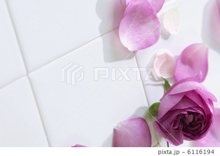 薔薇 6116194