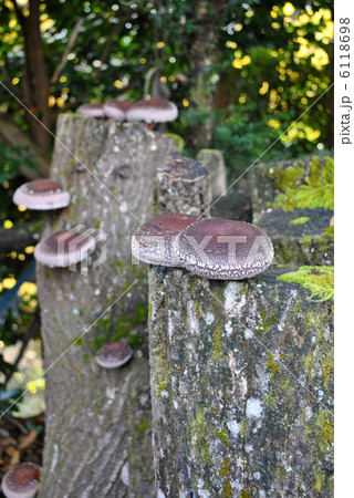 生しいたけ 6118698