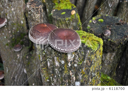 生しいたけ 6118700