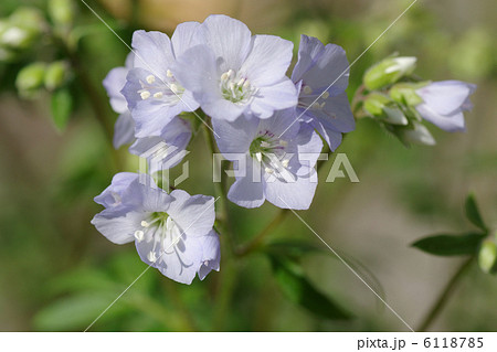 西洋ハナシノブの花 6118785