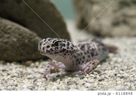 ヒョウモントカゲモドキ ヒョウモントカゲモドキ 6118848
