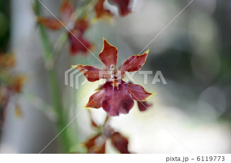 オンシジューム　コルマナラ　' ワイルドキャット' 6119773