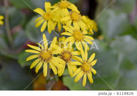 ツワブキ 6119826