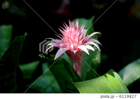 縞珊瑚アナナス 6119827