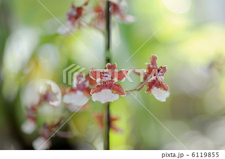 オンシジューム・シャリー・ベイビー 6119855