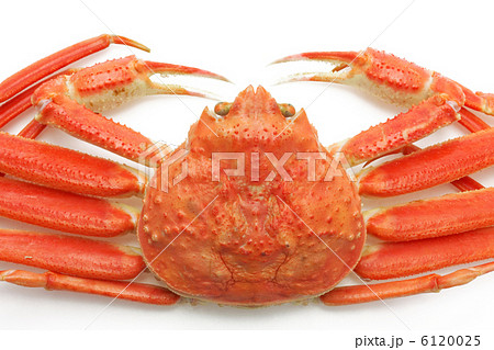 松葉がに 6120025