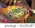 多肉植物 6120187