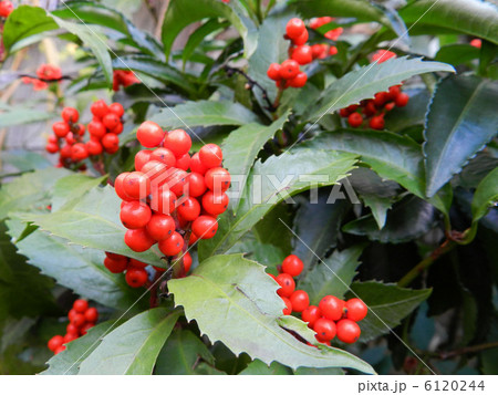 千両の実の写真素材