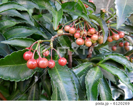 赤くなり出した万両の実 6120269